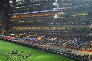 Happy Valley Tips on November 8th - Bingo the value runner