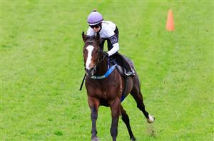 Winterbottom Stakes Odds - Quokka winner an outright favourite