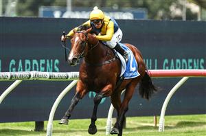Magic Millions 2YO Classic 2024 Betting Odds - Storm Boy an outright favourite