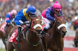 greyville races