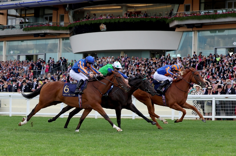 albany stakes albany stakes