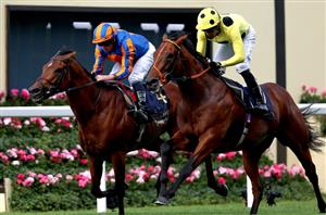 "He's always been a bit special" - Hannon purring about Rosallion ahead of Sussex Stakes 
