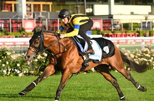 Cox Plate Tips