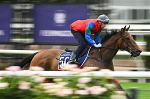 Melbourne Cup 2024 - Top 5 & Top 10 Betting Odds