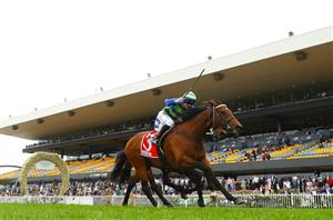 Northerly Stakes 2024 Betting Odds - Attrition shades Storyville