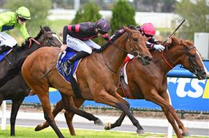 Magic Millions Guineas Tips