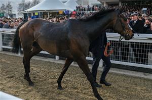 "There’ll be a rather fun day in Punchestown now" - Constitution Hill to make Irish debut next month