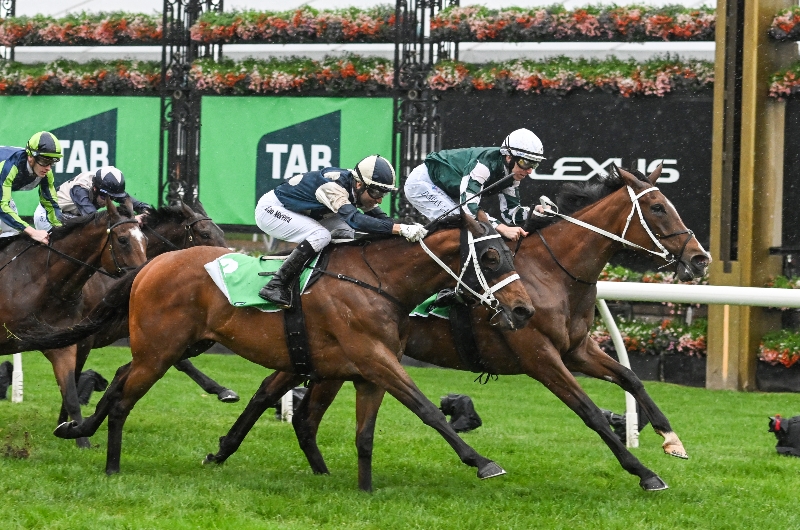 via sistina turnbull stakes via sistina turnbull stakes