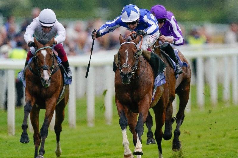 the foxes stakes