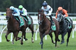 Gosford Blackbookers and horses to follow from May 10