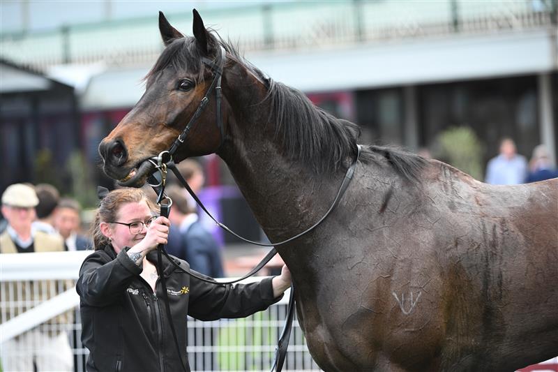 MELBOURNE, AUSTRALIA - AUGUST 30: Revelare after winning Race 4, the Remembering Mikaela Claridge during Melbourne Racing at Caulfield Racecourse on August 30, 2025 in Melbourne, Australia. (Photo by Vince Caligiuri/Getty Images)