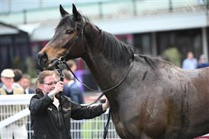 MELBOURNE, AUSTRALIA - AUGUST 30: Revelare after winning Race 4, the Remembering Mikaela Claridge during Melbourne Racing at Caulfield Racecourse on August 30, 2025 in Melbourne, Australia. (Photo by Vince Caligiuri/Getty Images)
