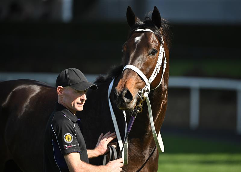 MELBOURNE, AUSTRALIA - SEPTEMBER 06: Angel Capital after winning Race 5, the Orbit Logistics Chautauqua Stakes during Melbourne Racing at Moonee Valley Racecourse on September 06, 2025 in Melbourne, Australia. (Photo by Vince Caligiuri/Getty Images)