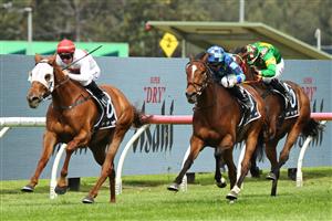 SYDNEY, AUSTRALIA - SEPTEMBER 27: Tim Clark riding Piggyback  win Race 3 Asahi Super Dry Colin Stephen Quality  during Sydney Racing at Rosehill Gardens on September 27, 2025 in Sydney, Australia. (Photo by Jeremy Ng/Getty Images)