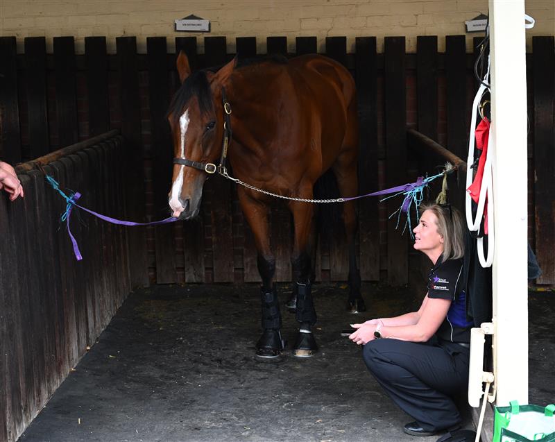 MELBOURNE, AUSTRALIA - OCTOBER 25: Via Sistina is seen in her stables during Cox Plate Day at Moonee Valley Racecourse on October 25, 2025 in Melbourne, Australia. (Photo by Vince Caligiuri/Getty Images)