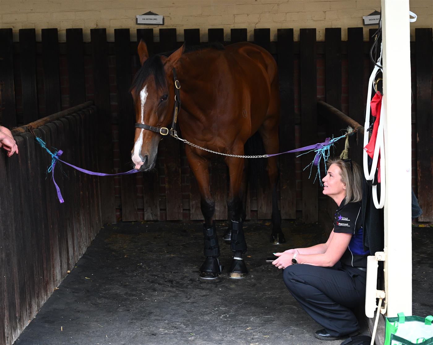 MELBOURNE, AUSTRALIA - OCTOBER 25: Via Sistina is seen in her stables during Cox Plate Day at Moonee Valley Racecourse on October 25, 2025 in Melbourne, Australia. (Photo by Vince Caligiuri/Getty Images)