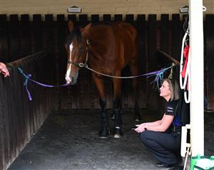 MELBOURNE, AUSTRALIA - OCTOBER 25: Via Sistina is seen in her stables during Cox Plate Day at Moonee Valley Racecourse on October 25, 2025 in Melbourne, Australia. (Photo by Vince Caligiuri/Getty Images)