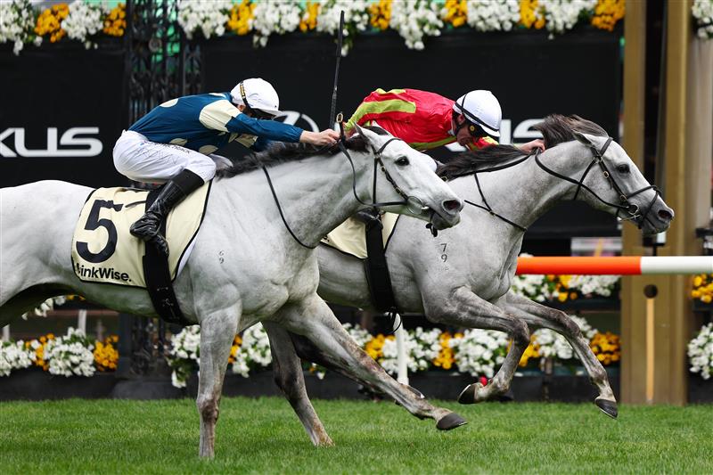 MELBOURNE, AUSTRALIA - NOVEMBER 04: John Allen rides Kingswood to win race six the Kirin Ichiban Plate during Melbourne Cup Day at Flemington Racecourse on November 04, 2025 in Melbourne, Australia. (Photo by Morgan Hancock/Getty Images)