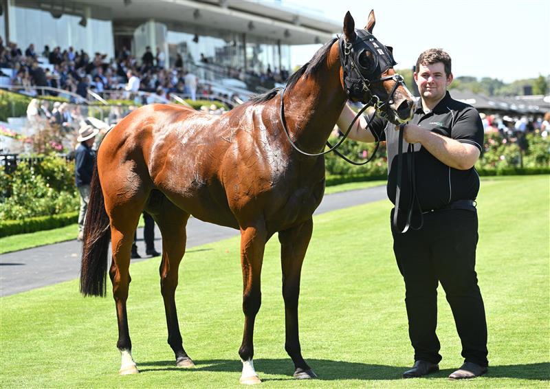 MELBOURNE, AUSTRALIA - FEBRUARY 14: Ndola after winning Race 5, the The Schweppes Plate during Melbourne Racing at Flemington Racecourse on February 14, 2026 in Melbourne, Australia. (Photo by Vince Caligiuri/Getty Images)