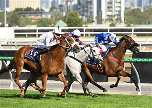MELBOURNE, AUSTRALIA - FEBRUARY 14: Zac Spain riding Paradise City winning Race 10 , the Frances Tressady Stakes during Melbourne Racing at Flemington Racecourse on February 14, 2026 in Melbourne, Australia. (Photo by Vince Caligiuri/Getty Images)