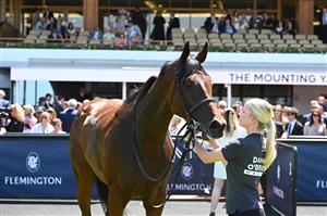 MELBOURNE, AUSTRALIA - FEBRUARY 14: Sass Appeal after winning Race 3, the Desirable Stakes during Melbourne Racing at Flemington Racecourse on February 14, 2026 in Melbourne, Australia. (Photo by Vince Caligiuri/Getty Images)