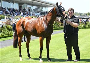 MELBOURNE, AUSTRALIA - FEBRUARY 14: Ndola after winning Race 5, the The Schweppes Plate during Melbourne Racing at Flemington Racecourse on February 14, 2026 in Melbourne, Australia. (Photo by Vince Caligiuri/Getty Images)