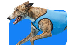 Greyhound Racing