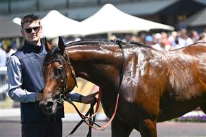 MELBOURNE, AUSTRALIA - FEBRUARY 21: Pallaton after winning Race 2, the Sportsbet Zeditave Stakes during Melbourne Racing at Caulfield Racecourse on February 21, 2026 in Melbourne, Australia. (Photo by Vince Caligiuri/Getty Images)