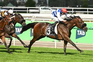MELBOURNE, AUSTRALIA - MARCH 28: Damian Lane riding Whisky On The Hill winning Race 7, the Lexus Roy Higgins during Melbourne Racing at Flemington Racecourse on March 28, 2026 in Melbourne, Australia. (Photo by Vince Caligiuri/Getty Images)