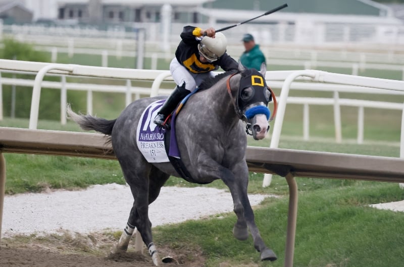 napoleon solo preakness napoleon solo preakness