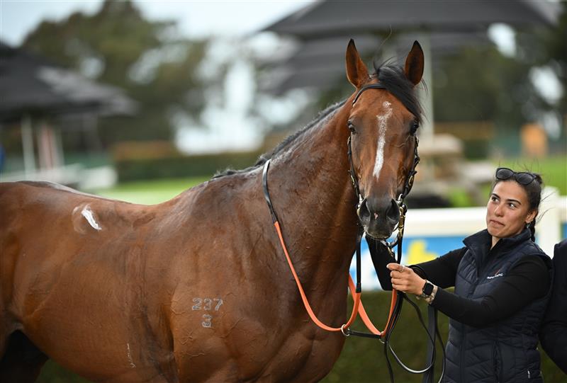 MELBOURNE, AUSTRALIA - SEPTEMBER 05: Lepolo after winning race 1, the The Valley @ Sandown Handicap during Melbourne Racing at Sandown Racecourse on September 05, 2026 in Melbourne, Australia. (Photo by Vince Caligiuri/Getty Images)