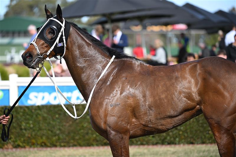 MELBOURNE, AUSTRALIA - SEPTEMBER 05: Ivan's Hero after winning Race 4 during Melbourne Racing at Sandown Racecourse on September 05, 2026 in Melbourne, Australia. (Getty)
