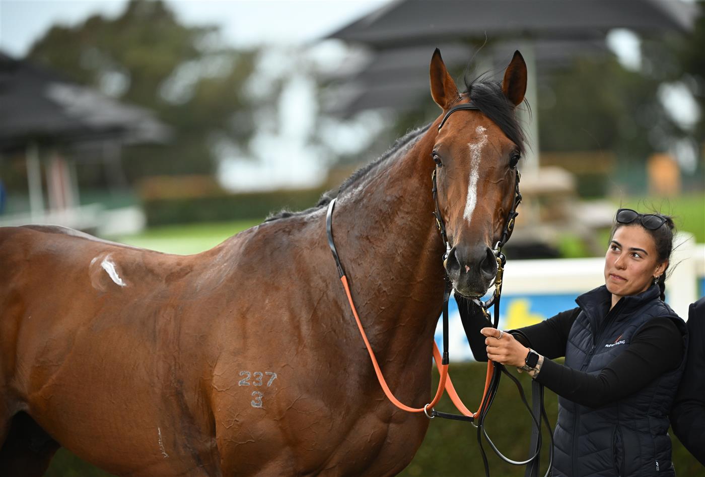 MELBOURNE, AUSTRALIA - SEPTEMBER 05: Lepolo after winning race 1, the The Valley @ Sandown Handicap during Melbourne Racing at Sandown Racecourse on September 05, 2026 in Melbourne, Australia. (Photo by Vince Caligiuri/Getty Images)