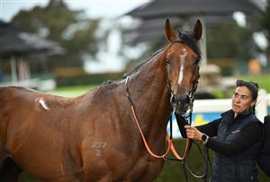 MELBOURNE, AUSTRALIA - SEPTEMBER 05: Lepolo after winning race 1, the The Valley @ Sandown Handicap during Melbourne Racing at Sandown Racecourse on September 05, 2026 in Melbourne, Australia. (Photo by Vince Caligiuri/Getty Images)
