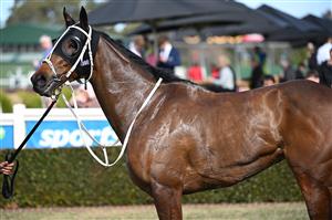 MELBOURNE, AUSTRALIA - SEPTEMBER 05: Ivan's Hero after winning Race 4 during Melbourne Racing at Sandown Racecourse on September 05, 2026 in Melbourne, Australia. (Getty)
