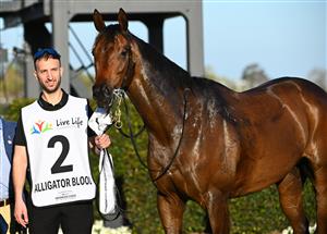 MELBOURNE, AUSTRALIA - SEPTEMBER 23: Alligator Blood after winning Race 9, the Live Life Foundation Underwood Stakes, during Melbourne Racing at Caulfield Racecourse on September 23, 2023 in Melbourne, Australia. (Photo by Vince Caligiuri/Getty Images)
