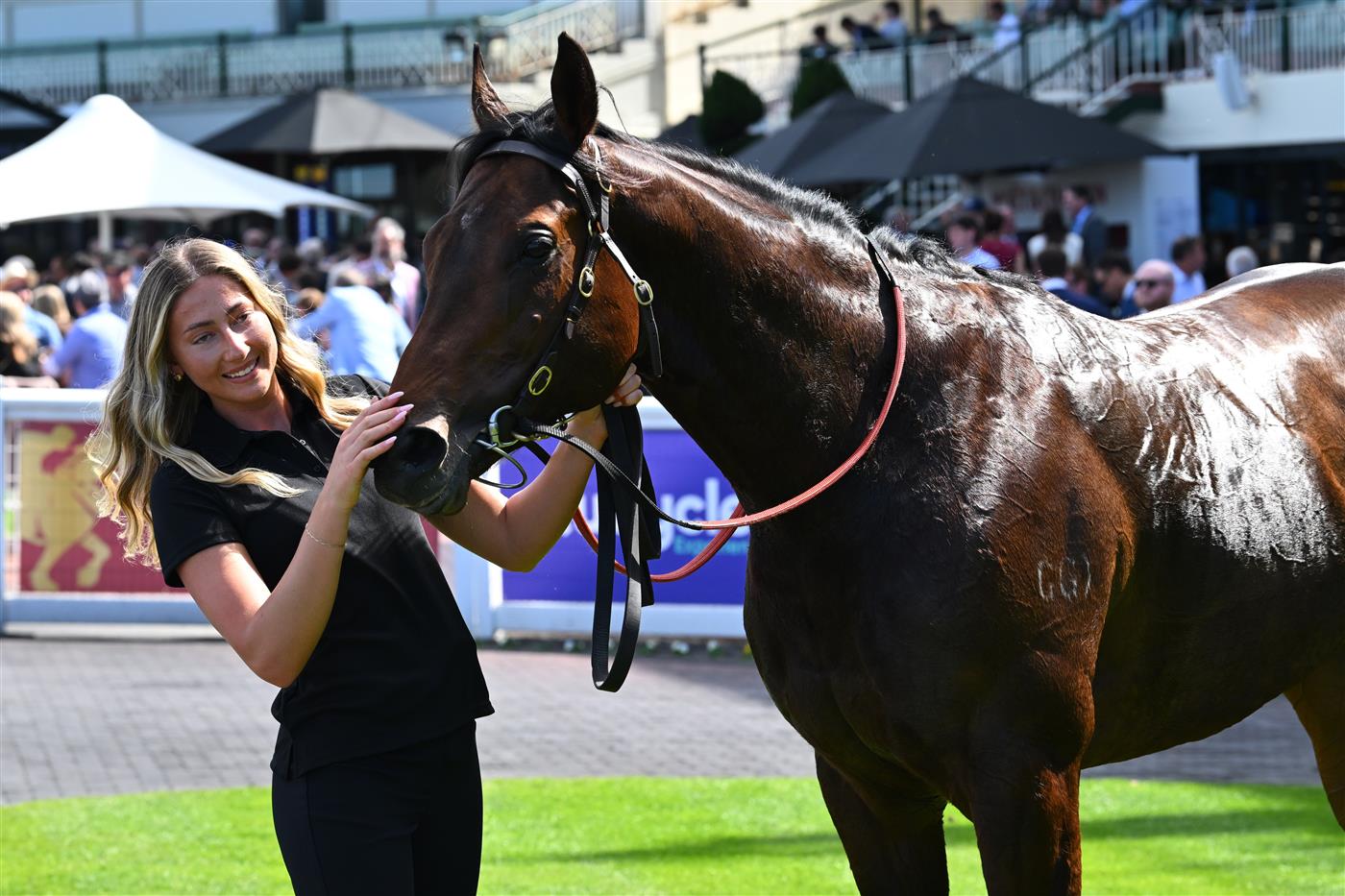 MELBOURNE, AUSTRALIA - SEPTEMBER 19: Pallaton after winning race 3, the Peninsula Kubota Handicap during Melbourne Racing at Caulfield Racecourse on September 19, 2026 in Melbourne, Australia. (Photo by Vince Caligiuri/Getty Images)