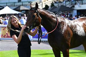 MELBOURNE, AUSTRALIA - SEPTEMBER 19: Pallaton after winning race 3, the Peninsula Kubota Handicap during Melbourne Racing at Caulfield Racecourse on September 19, 2026 in Melbourne, Australia. (Photo by Vince Caligiuri/Getty Images)