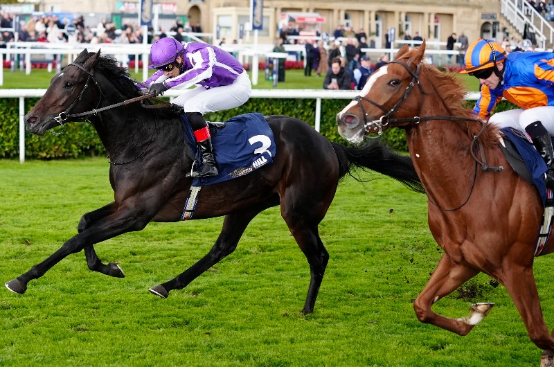 2026 Futurity Trophy Odds - Noble Exhibit favourite leads Doncaster betting