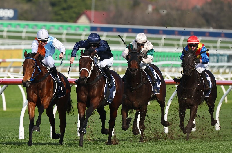 Spring Champion Field