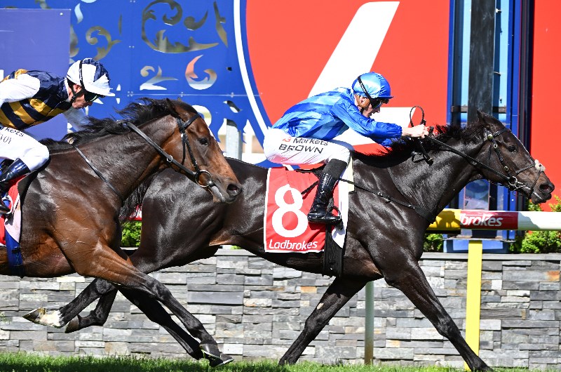 geelong cup news