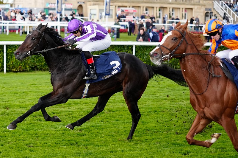 Futurity Trophy