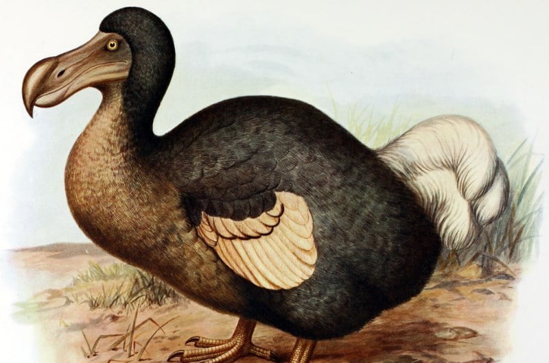 dodo emoji