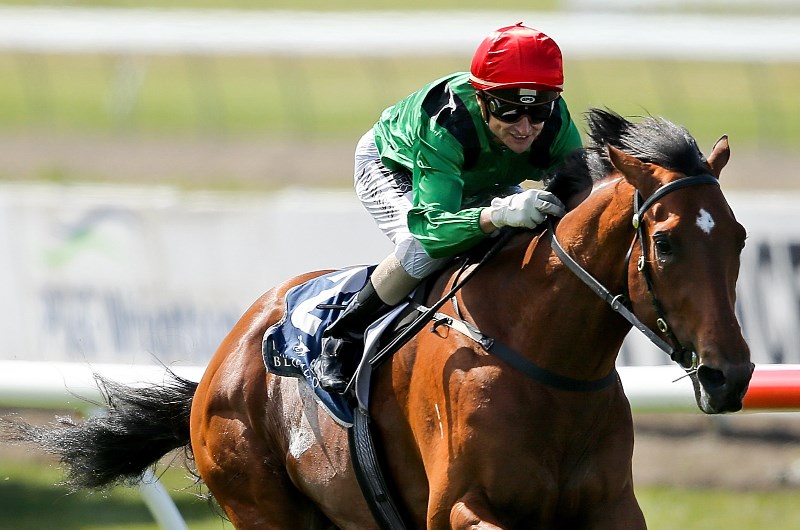 New Zealand 2000 Guineas Preview, Predictions & Betting Tips