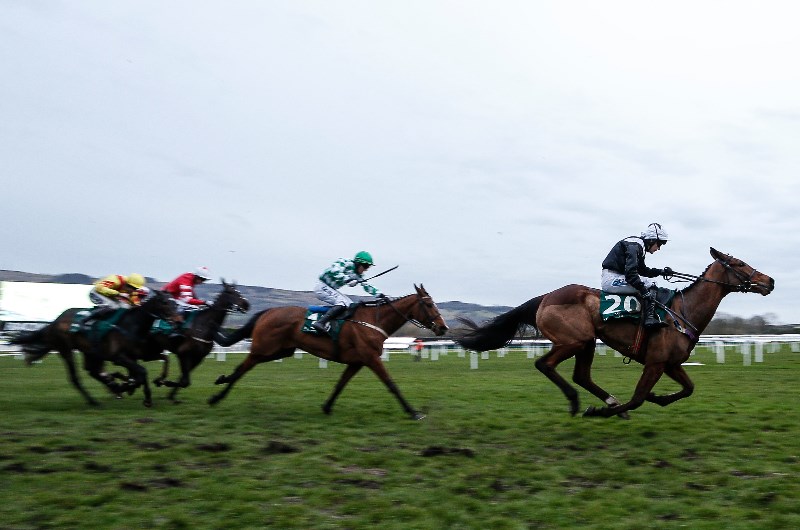 champion bumper odds