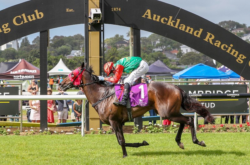 ellerslie racing