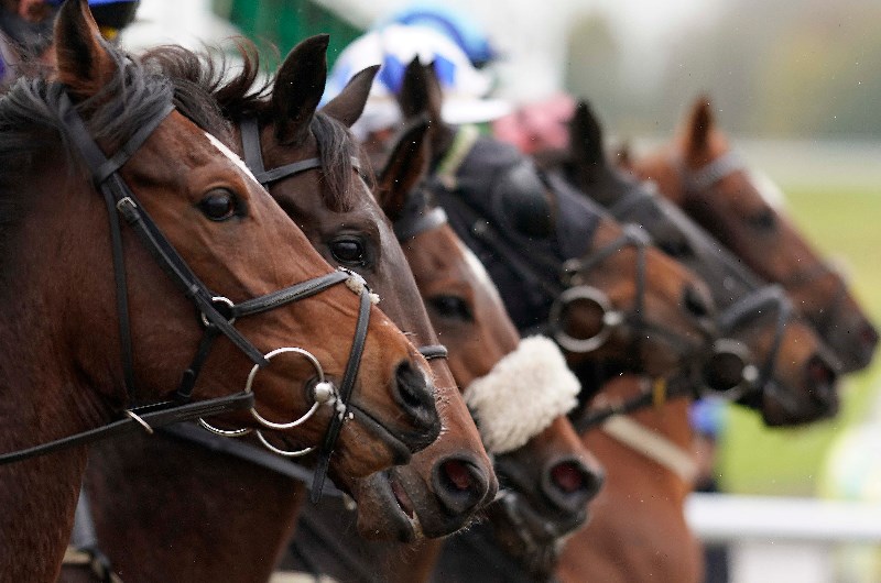 Horses at the start Horses at the start