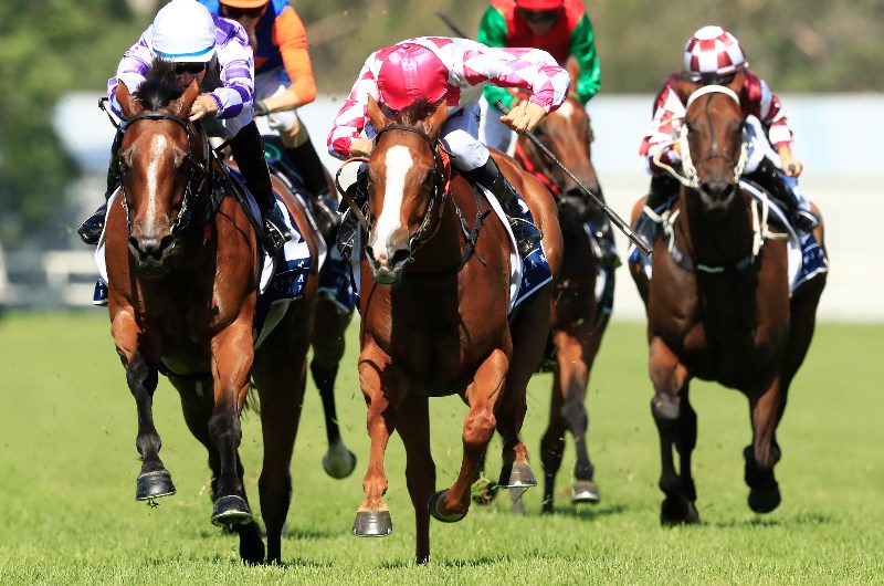 Horse Racing Horse Racing