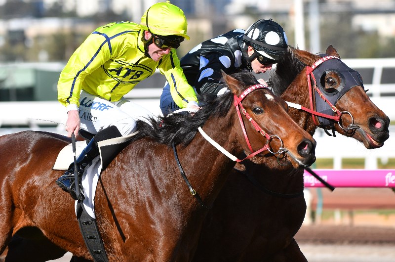 Yogi Flemington