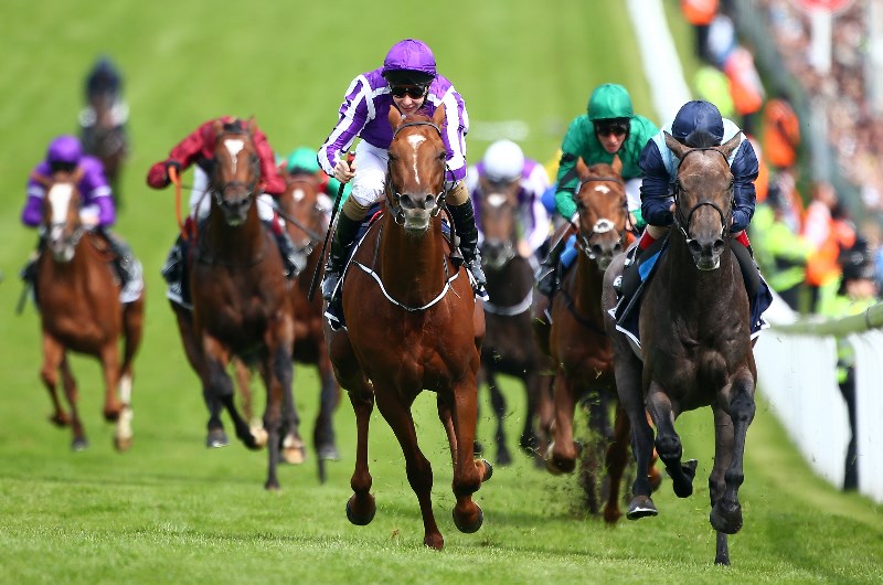 How to bet on horse races How to bet on horse races
